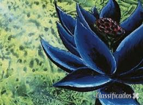 Terapia tibetana sensual controlo emocional e físico
